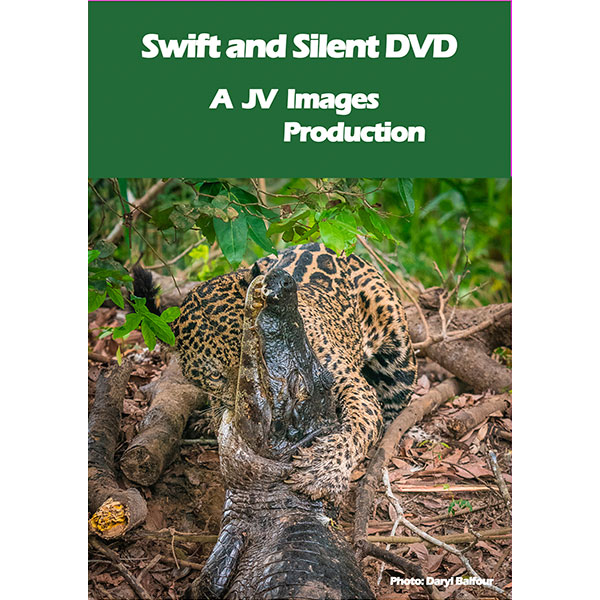 Swift & Silent and the Musical Video Celebrating The Big Cats